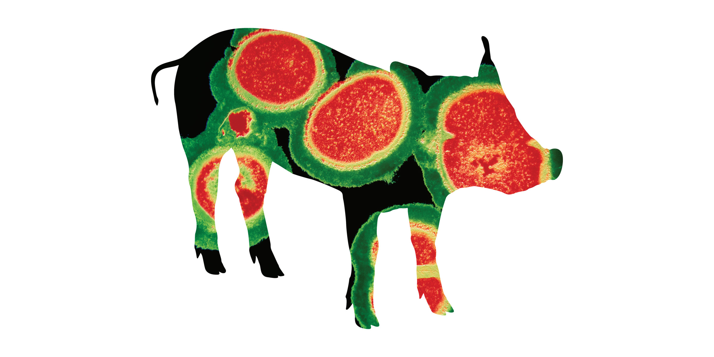 Soil Association superbugs in pigs